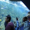stanbul Akvaryum Gezisi