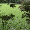 Gana 2012